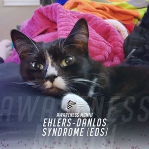 Meet your Posher, Marie